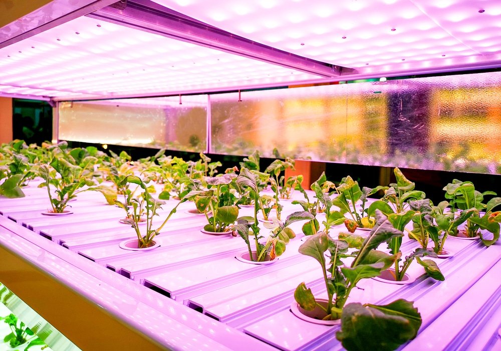 How Far Should LED Grow Lights Be From Plants