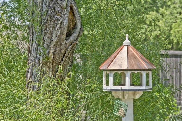 How to Make a Bird Table Pigeon Proof: Ways to Keep Pigeons Away