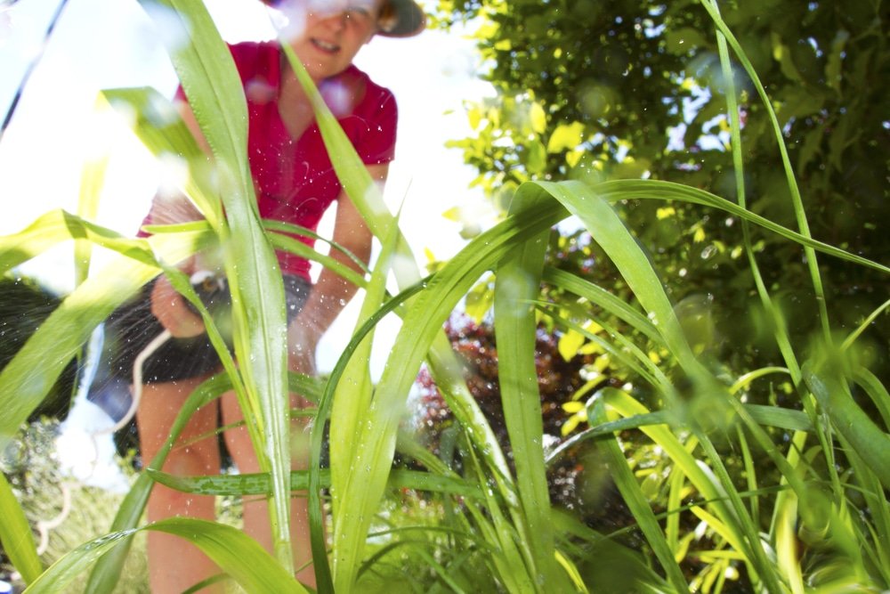 What Weed Killer Is Safe for Dogs