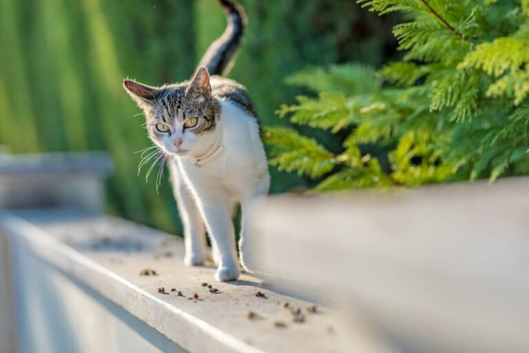 How to Make Cat Repellent: Ways to Keep Stray Cats Away