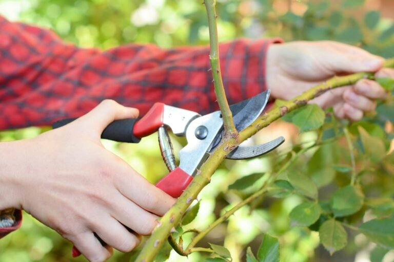 What Are Secateurs Used For: Pruning Plants to Perfection