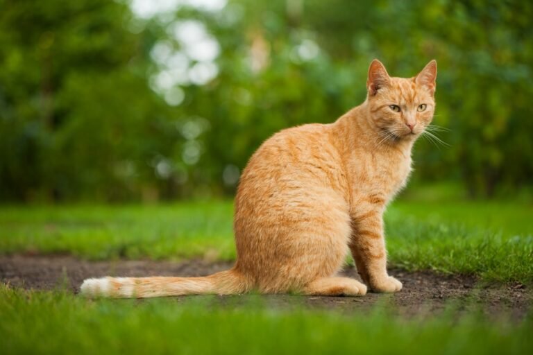 What Is the Most Effective Cat Repellent: Free Your Garden From Naughty Cats